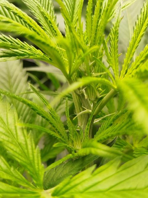 Candy Kush @ Nirvana Seeds. Week 9 - Flowering W1 D7