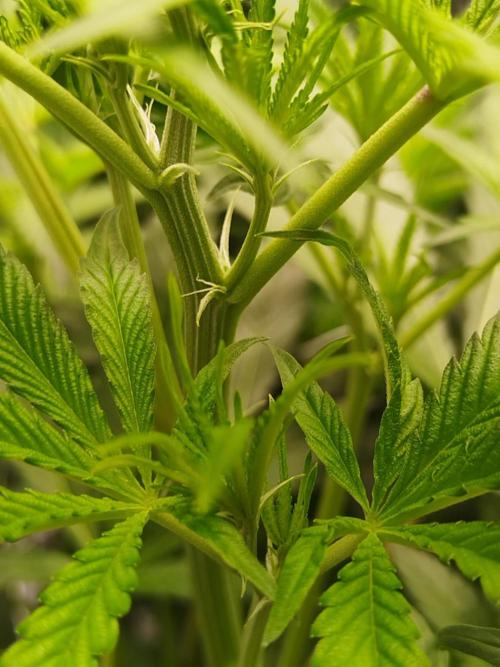 Candy Kush @ Nirvana Seeds. Week 9 - Flowering W1 D7