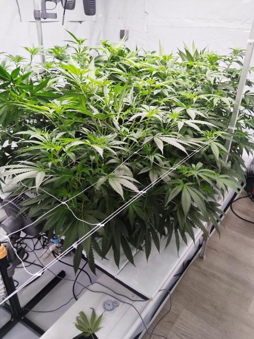 Candy Kush @ Nirvana Seeds. Week 10 - Flowering W2 D1
