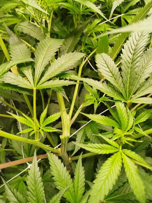 Candy Kush @ Nirvana Seeds. Week 10 - Flowering W2 D1
