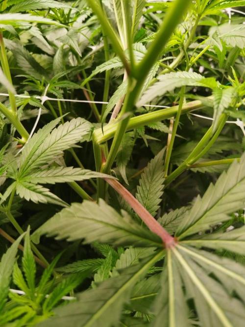 Candy Kush @ Nirvana Seeds. Week 10 - Flowering W2 D1
