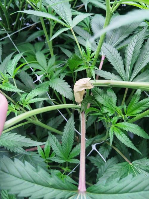 Candy Kush @ Nirvana Seeds. Week 10 - Flowering W2 D1
