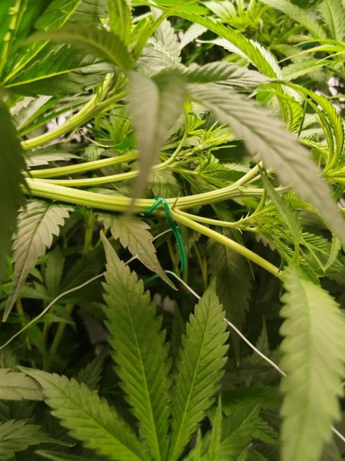 Candy Kush @ Nirvana Seeds. Week 10 - Flowering W2 D1
