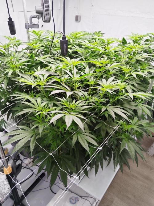 Candy Kush @ Nirvana Seeds. Week 10 - Flowering W2 D2
