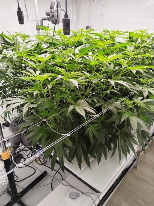 Candy Kush @ Nirvana Seeds. Week 10 - Flowering W2 D2
