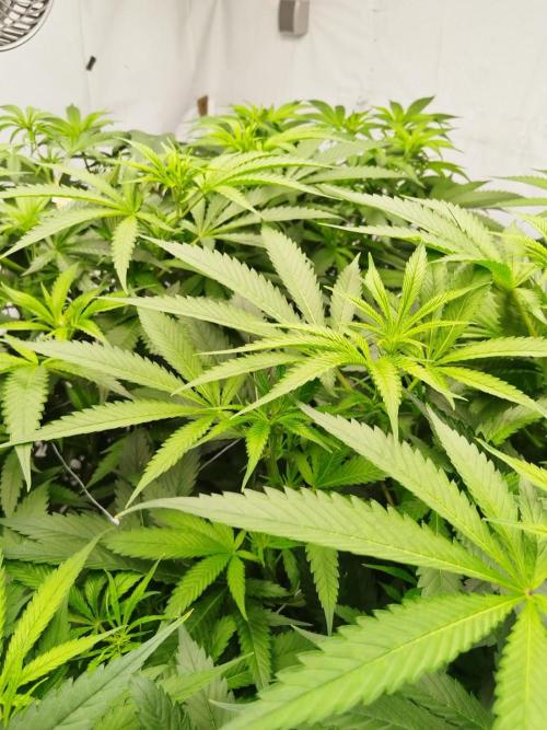 Candy Kush @ Nirvana Seeds. Week 10 - Flowering W2 D2
