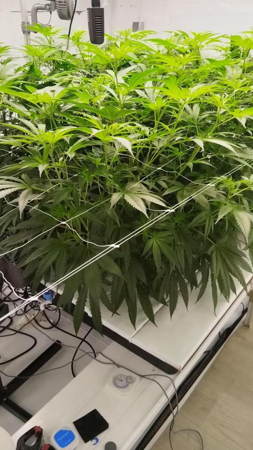 Candy Kush @ Nirvana Seeds