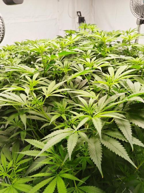 Candy Kush @ Nirvana Seeds. Week 10 - Flowering W2 D4
