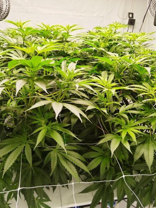 Candy Kush @ Nirvana Seeds. Week 10 - Flowering W2 D4
