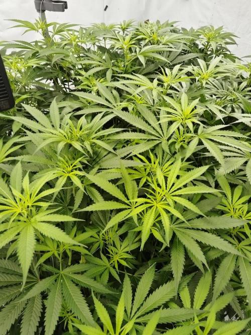 Candy Kush @ Nirvana Seeds. Week 10 - Flowering W2 D4
