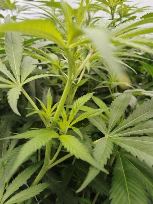 Candy Kush @ Nirvana Seeds. Week 10 - Flowering W2 D4
