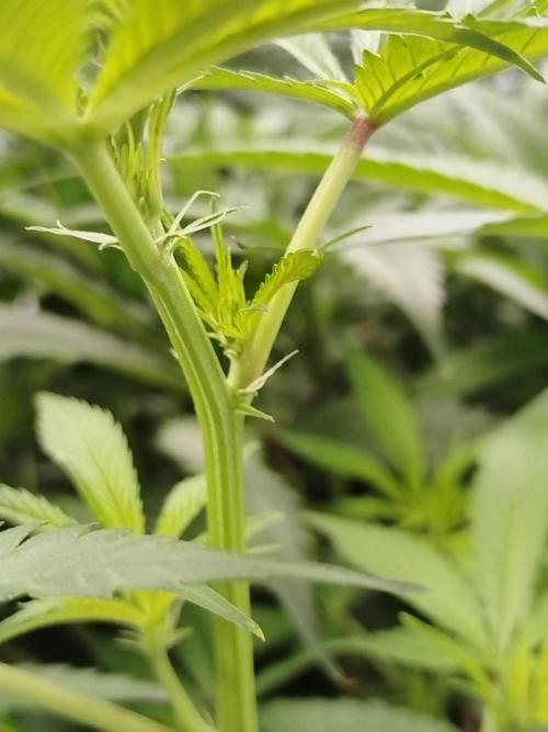 Candy Kush @ Nirvana Seeds. Week 10 - Flowering W2 D4
