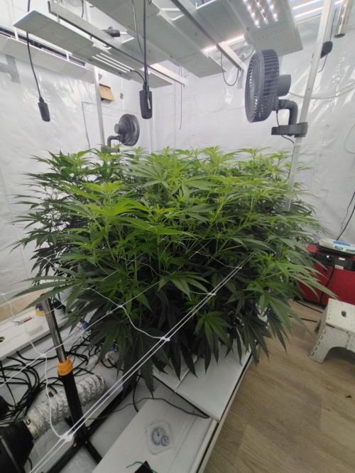 Candy Kush @ Nirvana Seeds. Week 10 - Flowering W2 D4
