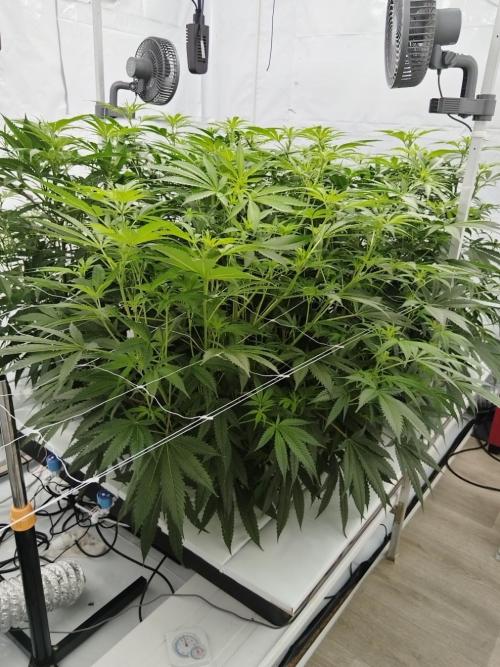 Candy Kush @ Nirvana Seeds. Week 10 - Flowering W2 D4
