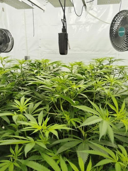 Candy Kush @ Nirvana Seeds. Week 10 - Flowering W2 D4
