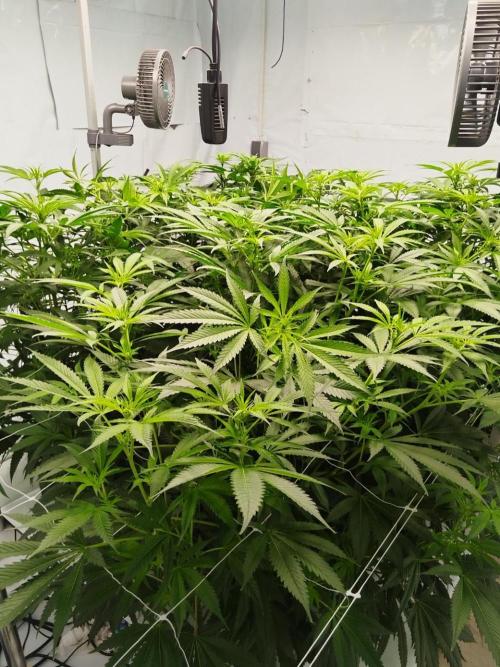 Candy Kush @ Nirvana Seeds. Week 10 - Flowering W2 D4
