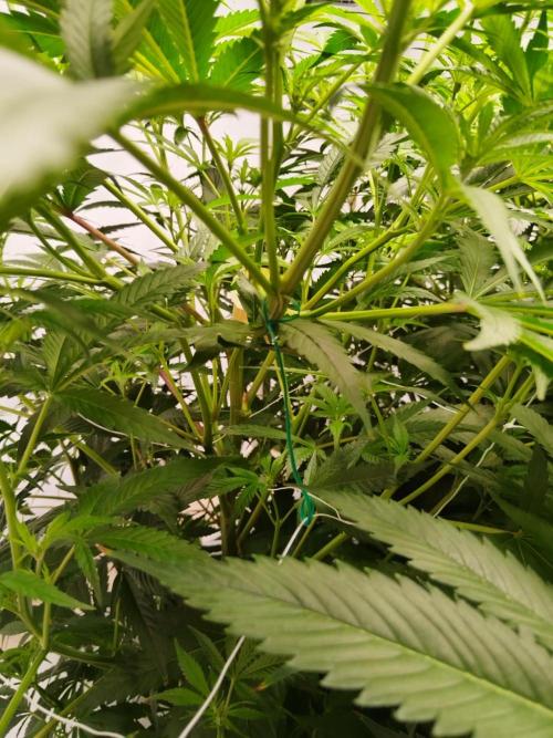 Candy Kush @ Nirvana Seeds. Week 10 - Flowering W2 D4
