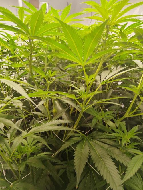 Candy Kush @ Nirvana Seeds. Week 10 - Flowering W2 D7
