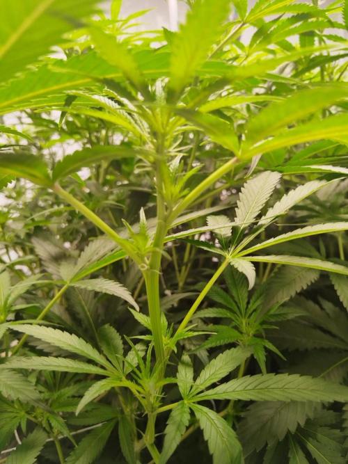 Candy Kush @ Nirvana Seeds. Week 10 - Flowering W2 D7
