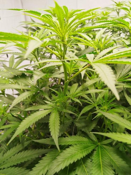 Candy Kush @ Nirvana Seeds. Week 10 - Flowering W2 D7
