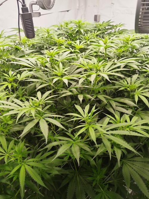 Candy Kush @ Nirvana Seeds. Week 10 - Flowering W2 D7
