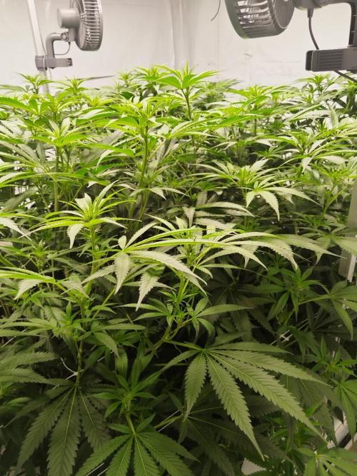 Candy Kush @ Nirvana Seeds. Week 10 - Flowering W2 D7
