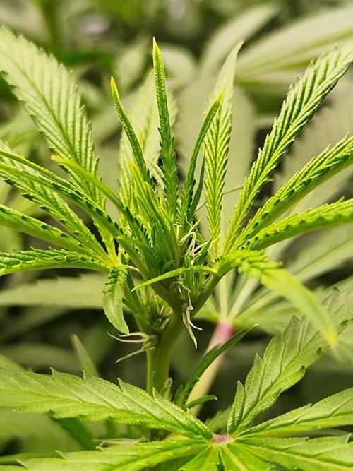 Candy Kush @ Nirvana Seeds. Week 10 - Flowering W2 D7
