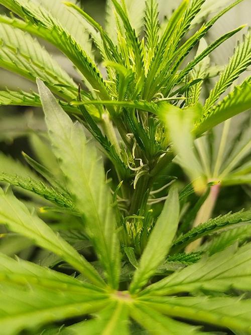 Candy Kush @ Nirvana Seeds. Week 10 - Flowering W2 D7
