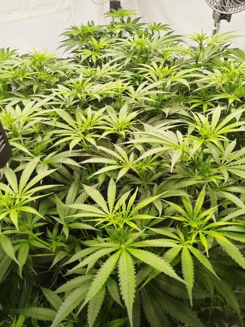 Candy Kush @ Nirvana Seeds. Week 10 - Flowering W2 D7
