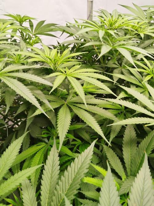 Candy Kush @ Nirvana Seeds. Week 10 - Flowering W2 D7
