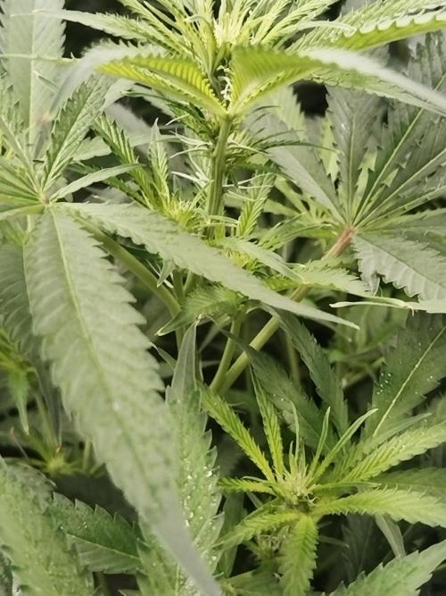 Candy Kush @ Nirvana Seeds. Week 10 - Flowering W2 D7
