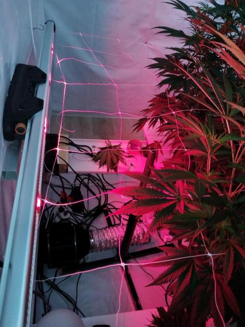 Candy Kush @ Nirvana Seeds. Week 10 - Flowering W2 D7
