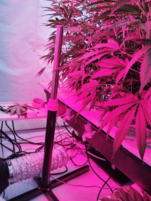 Candy Kush @ Nirvana Seeds. Week 10 - Flowering W2 D7
