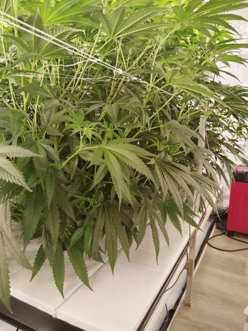 Candy Kush @ Nirvana Seeds. Week 10 - Flowering W2 D7
