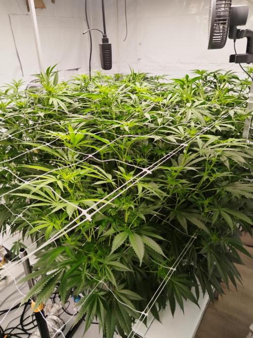 Candy Kush @ Nirvana Seeds. Week 10 - Flowering W2 D7
