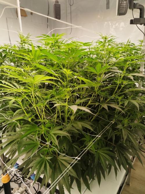 Candy Kush @ Nirvana Seeds. Week 10 - Flowering W2 D7
