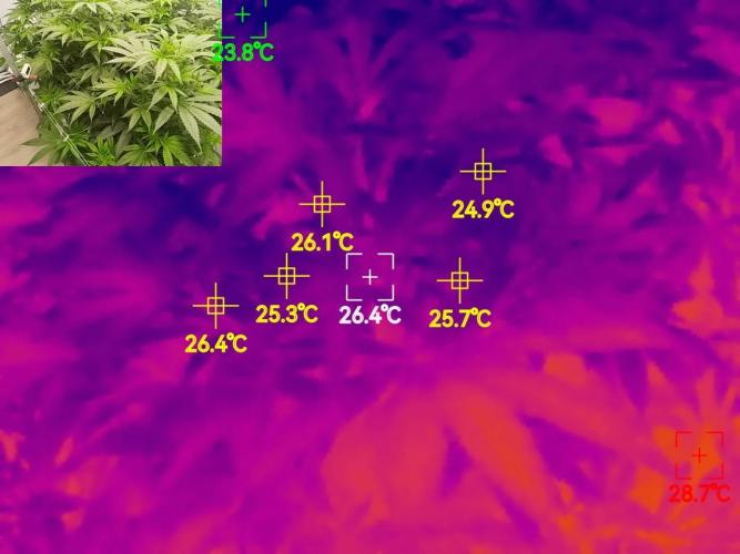 Candy Kush @ Nirvana Seeds. Week 9 - Flowering W1 D6