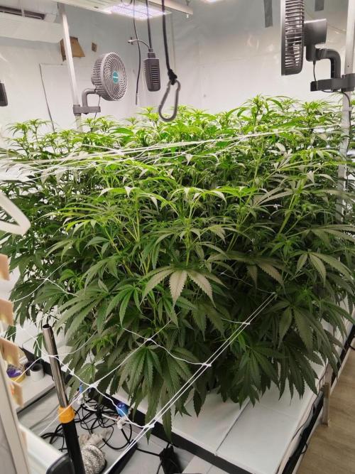 Candy Kush @ Nirvana Seeds. Week 11 - Flowering W3 D1
