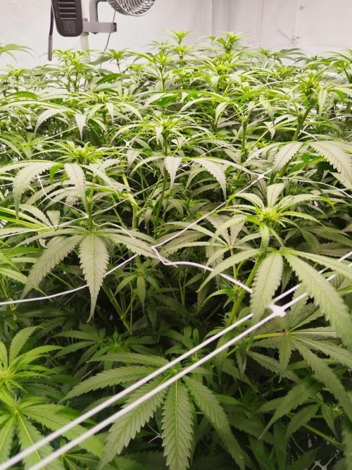 Candy Kush @ Nirvana Seeds. Week 11 - Flowering W3 D1
