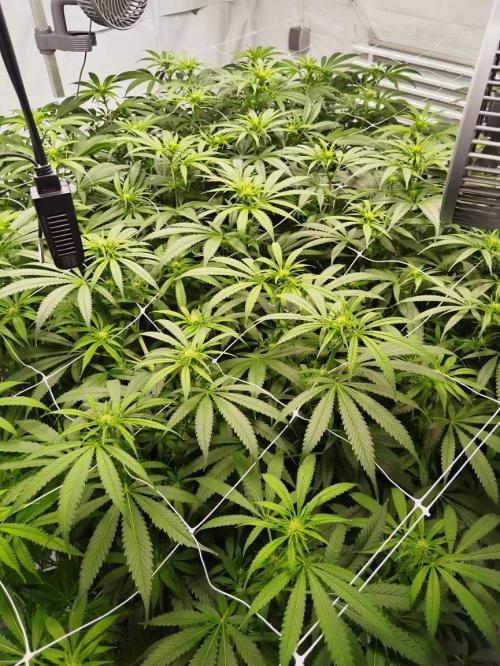 Candy Kush @ Nirvana Seeds. Week 11 - Flowering W3 D1
