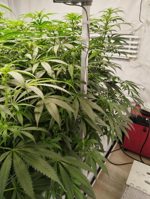 Candy Kush @ Nirvana Seeds. Week 11 - Flowering W3 D1
