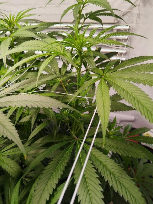 Candy Kush @ Nirvana Seeds. Week 11 - Flowering W3 D1
