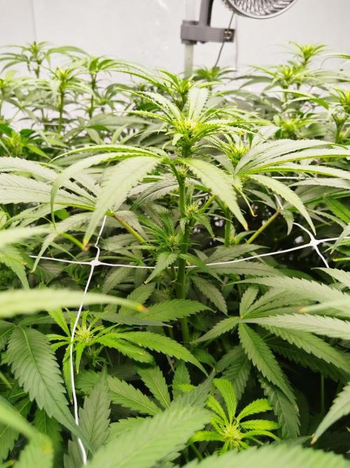 Candy Kush @ Nirvana Seeds. Week 11 - Flowering W3 D1
