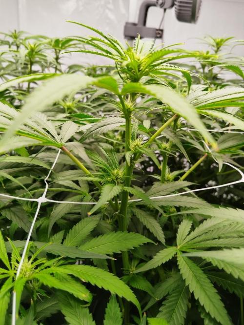 Candy Kush @ Nirvana Seeds. Week 11 - Flowering W3 D1
