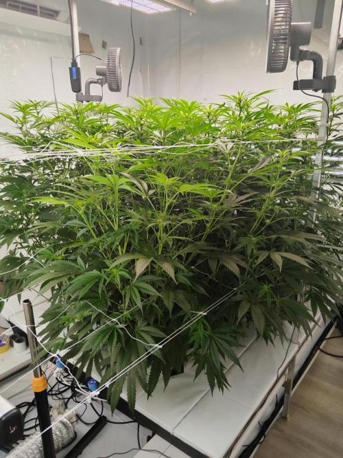 Candy Kush @ Nirvana Seeds. Week 11 - Flowering W3 D2
