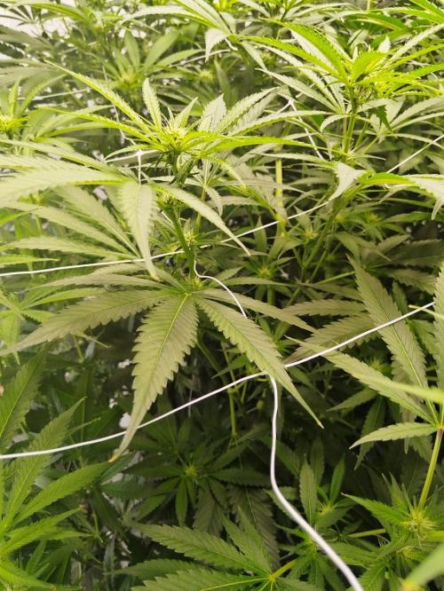 Candy Kush @ Nirvana Seeds. Week 11 - Flowering W3 D2
