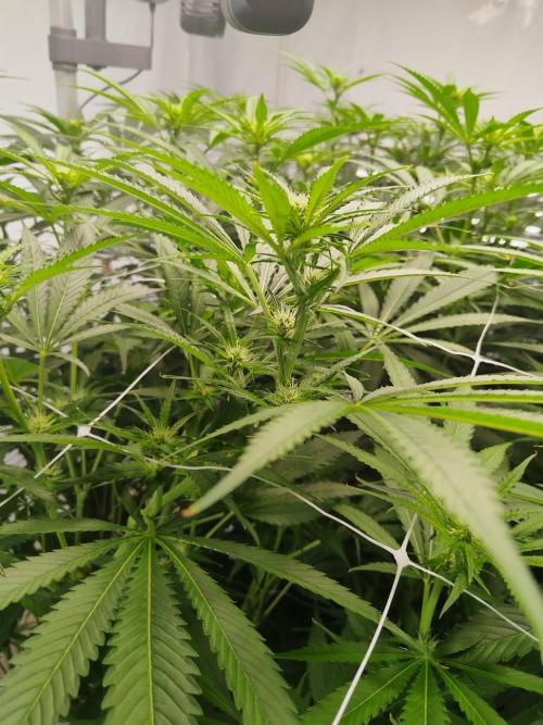 Candy Kush @ Nirvana Seeds. Week 11 - Flowering W3 D2
