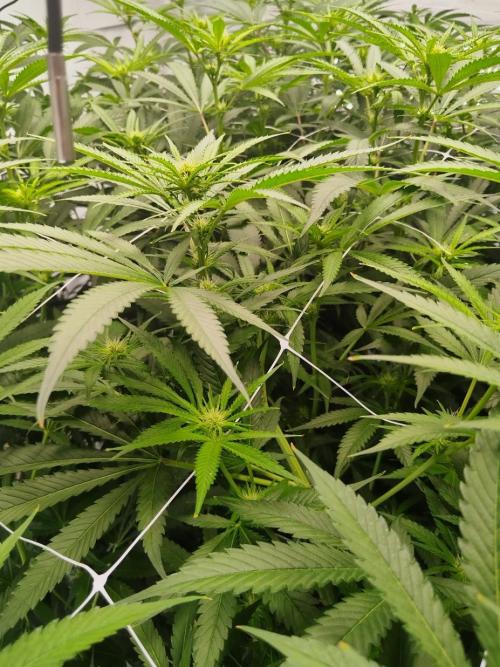 Candy Kush @ Nirvana Seeds. Week 11 - Flowering W3 D2
