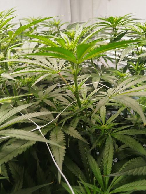 Candy Kush @ Nirvana Seeds. Week 11 - Flowering W3 D2
