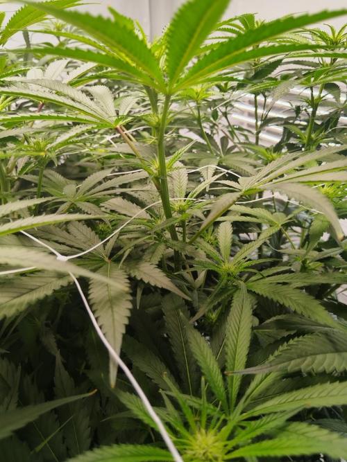 Candy Kush @ Nirvana Seeds. Week 11